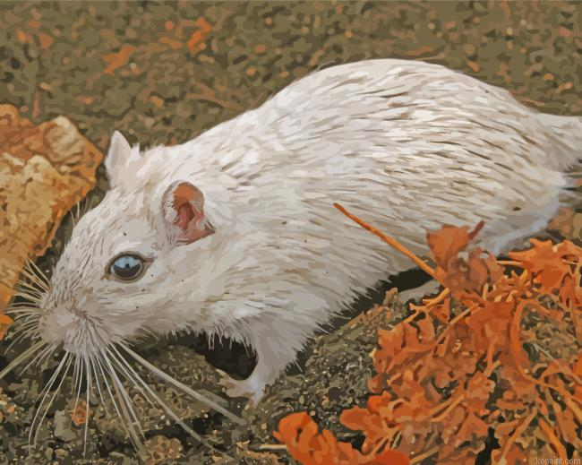 White Hairy Rat Painting By Numberss.png