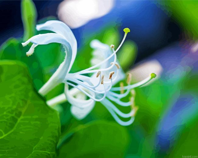 White Honeysuckle Painting By Numberss.png
