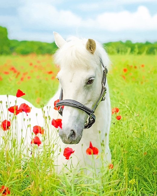 White Horse Flowers Field New Painting By Numberss.png