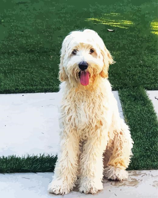 White Labradoodle Painting By Numberss.png