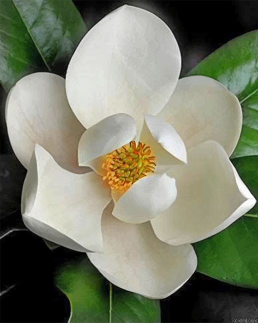 White Magnolia Painting By Numberss.png