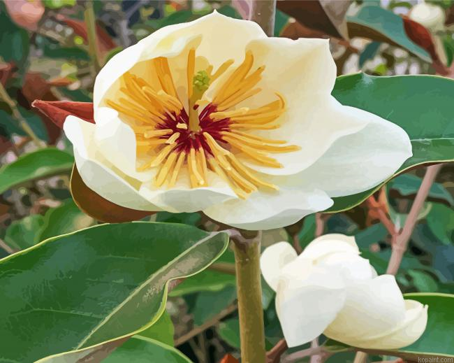 White Magnolia Tree Painting By Numberss.png