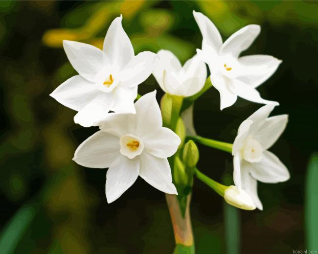 White Narcissus Flowers Art Painting By Numberss.png