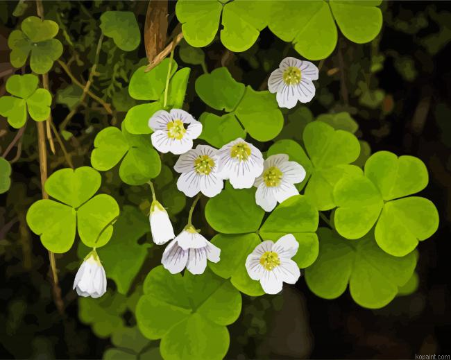 White Oxalis Paint By Numbers.png