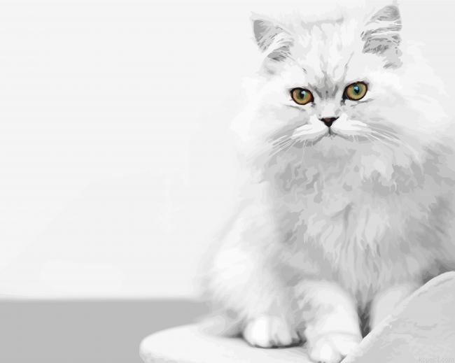 White Persian Kitten Painting By Numberss.png