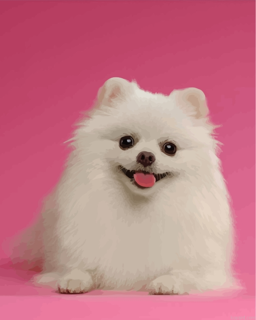 White Pomeranian Painting By Numberss.png