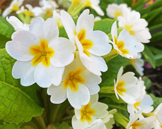 White Primrose Flowers Painting By Numberss.png