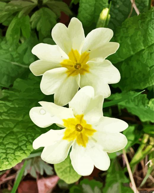 White Primrose Painting By Numberss.png
