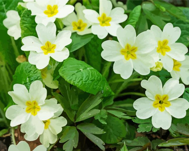 White Primroses Paint By Numbers.png