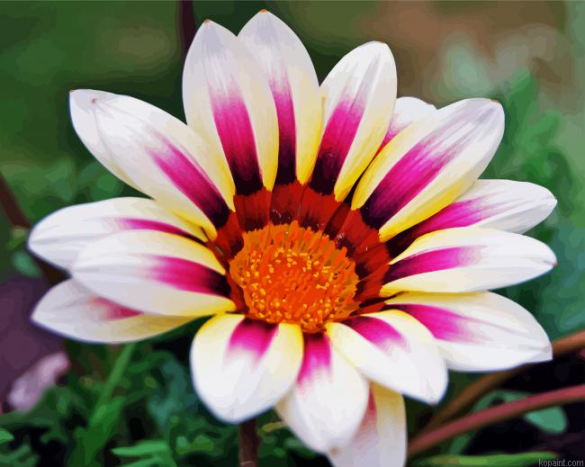 White Purple Gazania Painting By Numberss.png