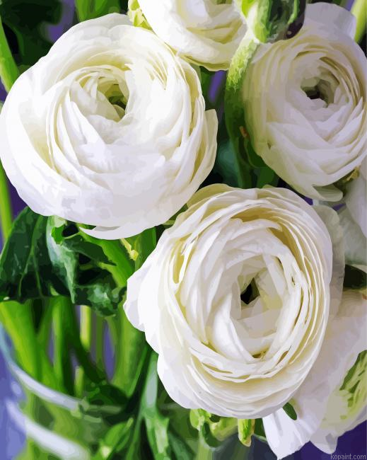 White Ranunculus Paint By Numbers