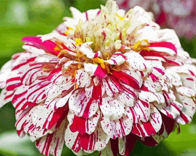 White Red Zinnia Painting By Numberss.png