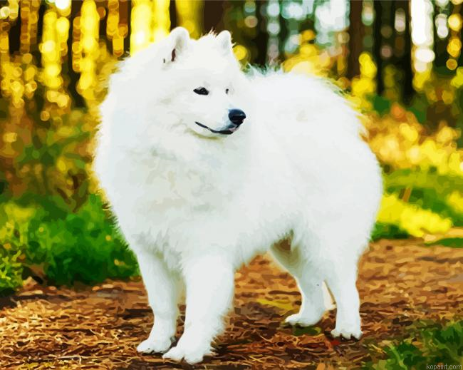 White Samoyed Painting By Numberss.png