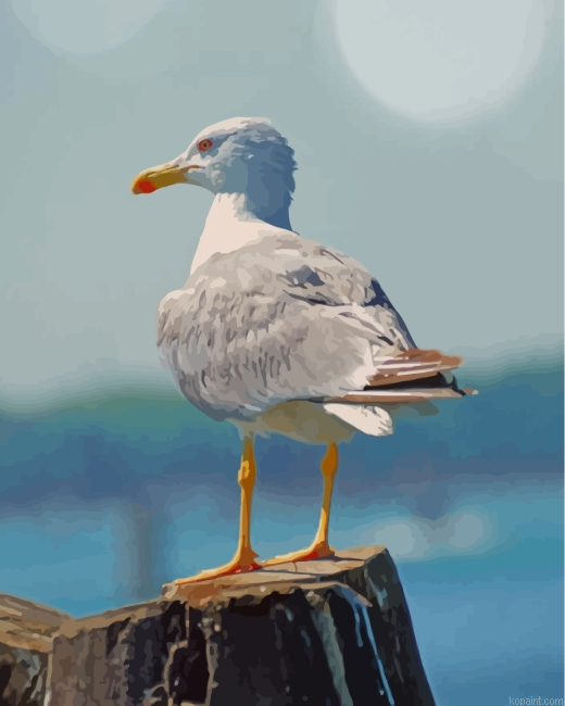 White Seagull Bird Painting By Numberss.png