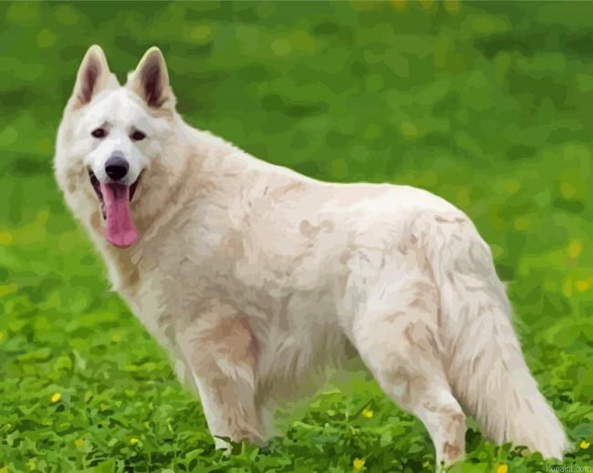 White Shepherd Painting By Numberss.png