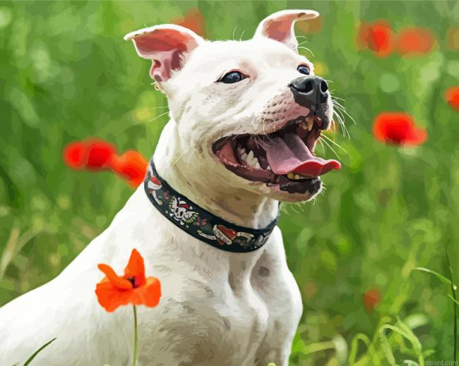 White Staffie Dog Painting By Numberss.png