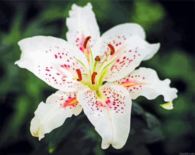 White Stargazer Paint By Numbers