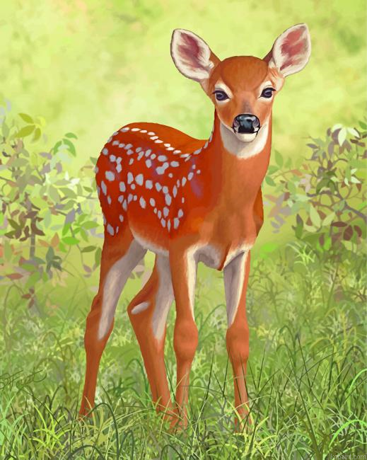 White Tailed Deer Painting By Numberss.png