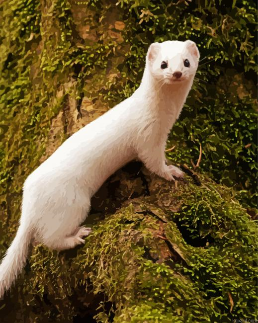 White Weasel Painting By Numberss.png