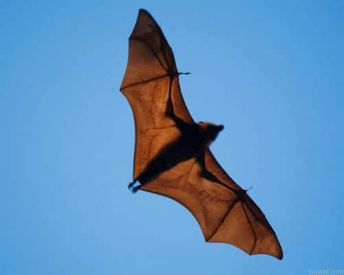Wide Winged Bat Flies Painting By Numberss.png