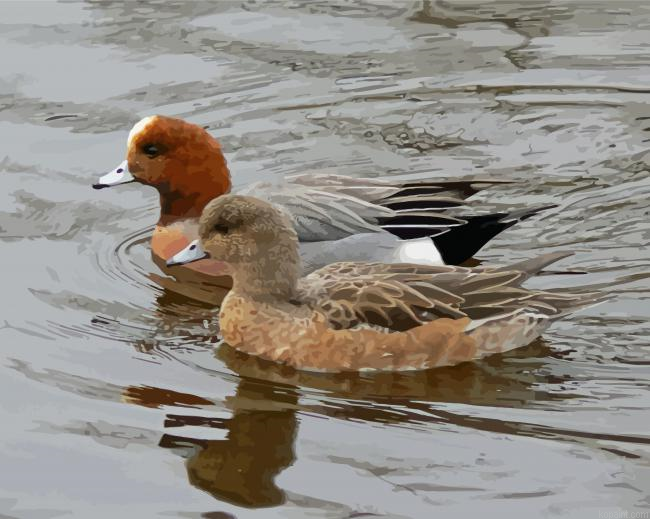 Wigeon Birds Painting By Numberss.png
