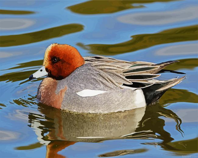 Wigeon Paint By Numbers.png