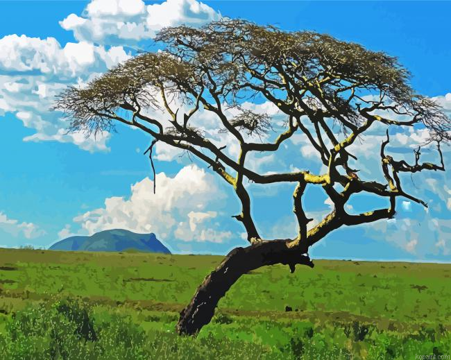 Wild Acacia Tree Painting By Numberss.png