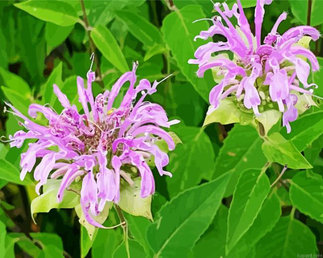 Wild Bergamot Plant Painting By Numberss.png
