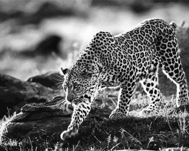 Wild Black And White Cheetahs Painting By Numberss.png
