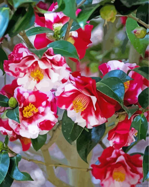 Wild Camellias Painting By Numberss.png