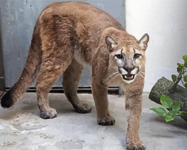 Wild Cougar Animal Painting By Numberss.png