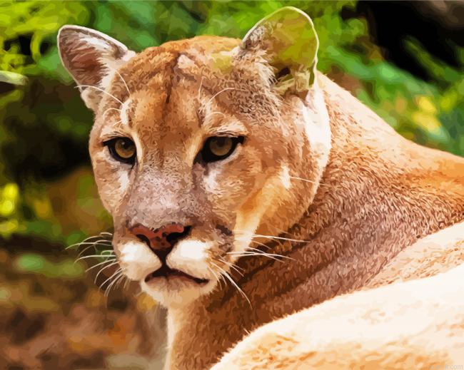 Wild Cougar Face Painting By Numberss.png