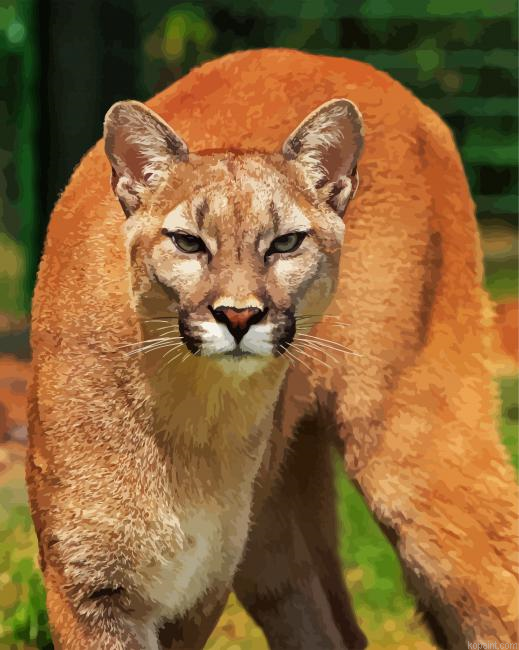 Wild Cougar Paint By Numbers.png