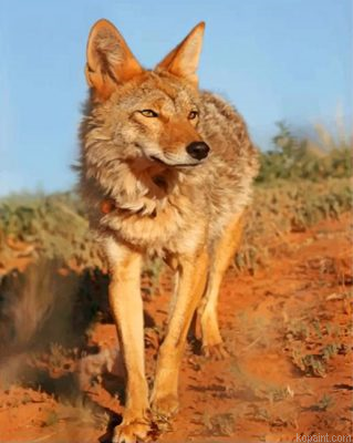 Wild Coyote Painting By Numberss.png