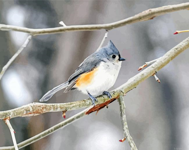 Winter Bird Animal Painting By Numberss.png