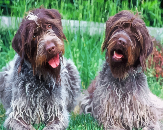 Wirehaired Pointing Griffon Dogs Painting By Numberss.png
