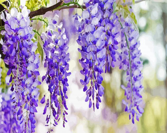 Wisteria Flower Plant Painting By Numberss.png