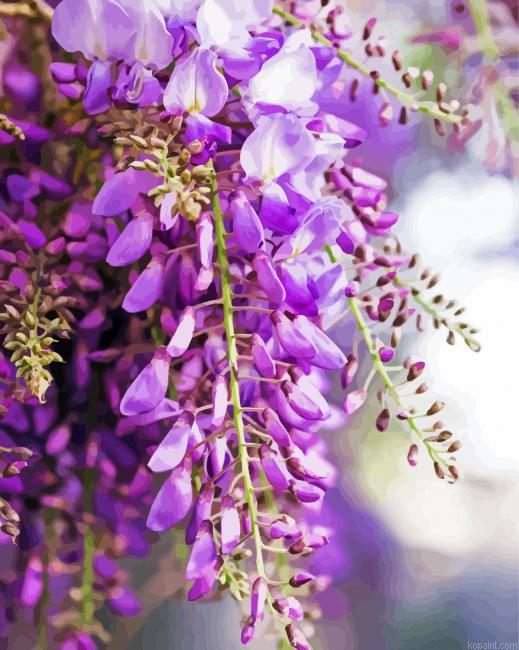 Wisteria Flowers Painting By Numberss.png