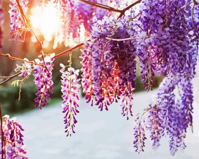 Wisteria Plants Painting By Numberss.png