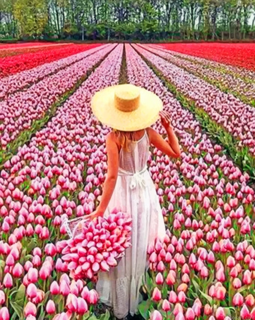 Woman In Field Of Pink Flowers Landscapes Painting By Numberss.png