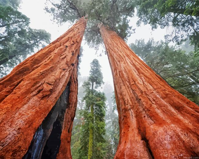 Wonderful Sequoia Trees Painting By Numberss.png
