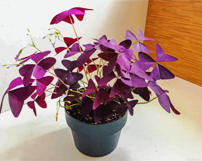 Wood Sorrels Oxalis Painting By Numberss.png