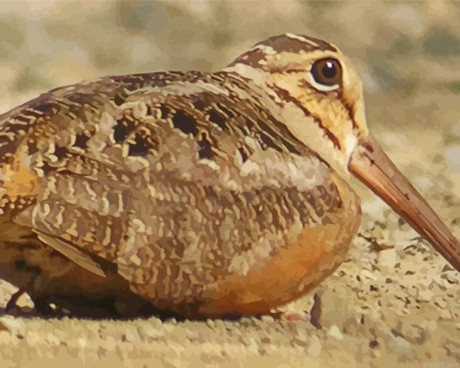 Woodcock Bird Painting By Numberss.png