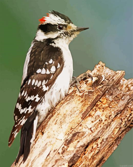 Woodpecker Painting By Numberss.png