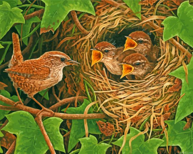 Wren Nest With Chicks Painting By Numberss.png