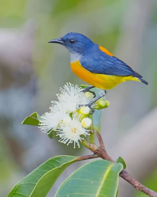 Yellow And Blue Bird New Painting By Numberss.png
