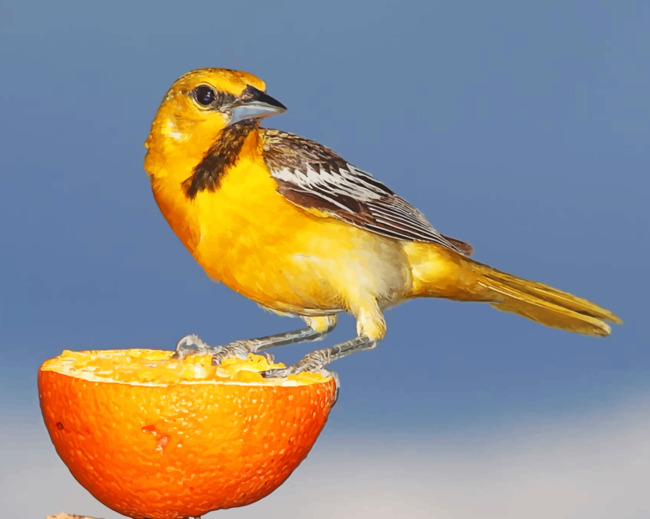 Yellow And Brown Sparrow On Sliced Orange Paint By Numbers