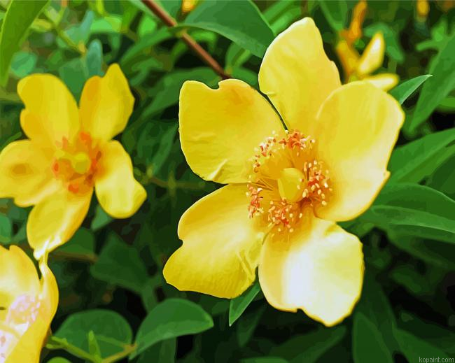 Yellow Austrian Briar Painting By Numberss.png