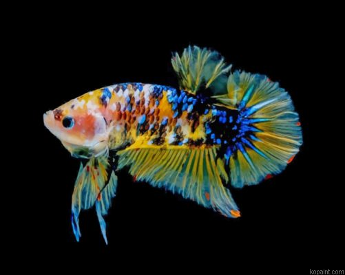Yellow Betta Fish Painting By Numberss.png