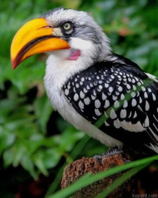 Yellow Billed Hornbill Painting By Numberss.png